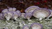 01 Purple Shelf Fungus 6641